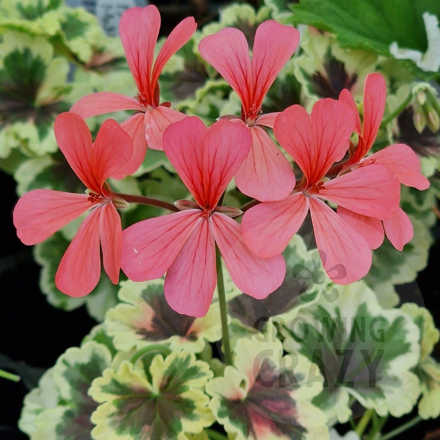 Ansbrook Mulberry Blotch - Coloured Leaf Pelargonium / Geranium Plant - 6cm pot