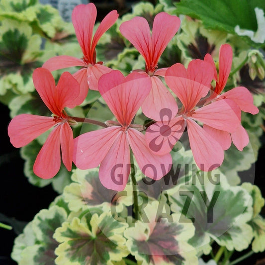 Ansbrook Mulberry Blotch - Coloured Leaf Pelargonium / Geranium Plant - 6cm pot