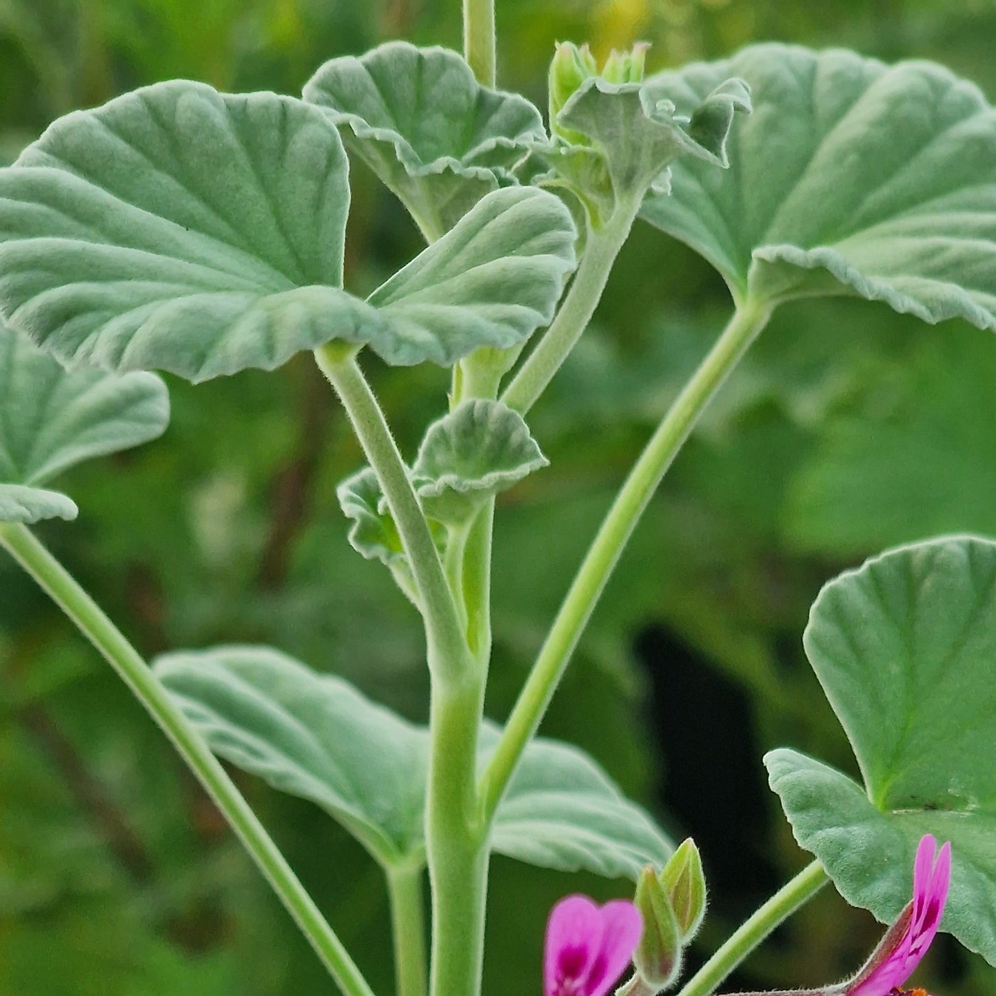 P. reniforme - Species Pelargonium / Geranium - Single Plant 6cm bio Pot
