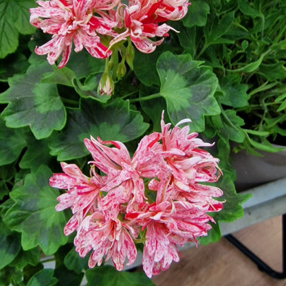 Richard Hodgson - Stellar Pelargonium (Geranium) Plant - 6cm bio pot