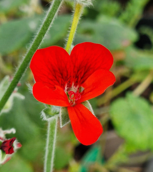P. Lara Beacon - Species Hybrid Pelargonium / Geranium - Single Plant 6cm bio Pot