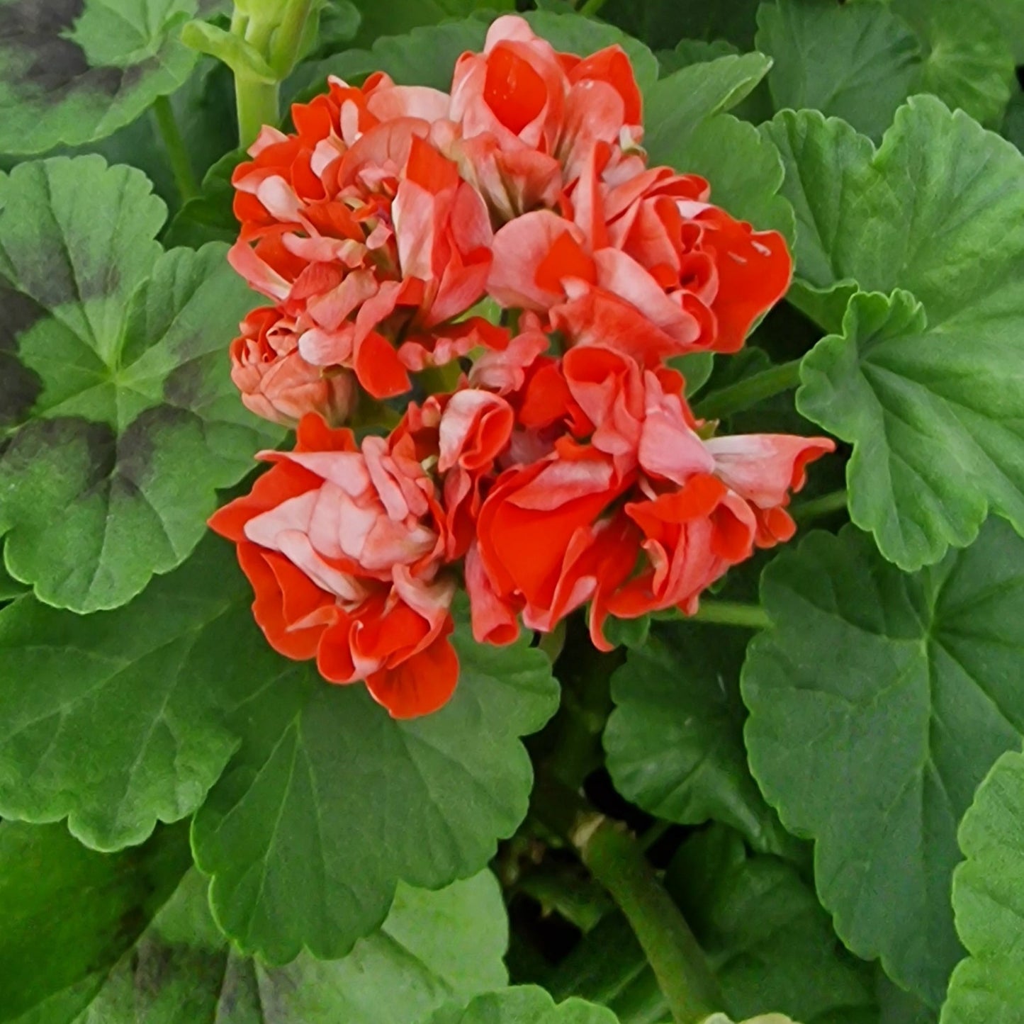 Orange Rosebud - Rosebud Pelargonium (Geranium) Plant - 6cm bio pot