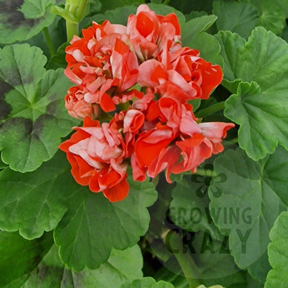 Orange Rosebud - Rosebud Pelargonium (Geranium) Plant - 6cm bio pot