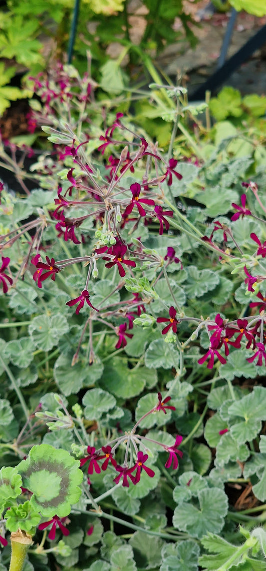 P. sidoides (magenta form) - Specie Pelargonium / Geranium - Single Plant 6cm bio Pot