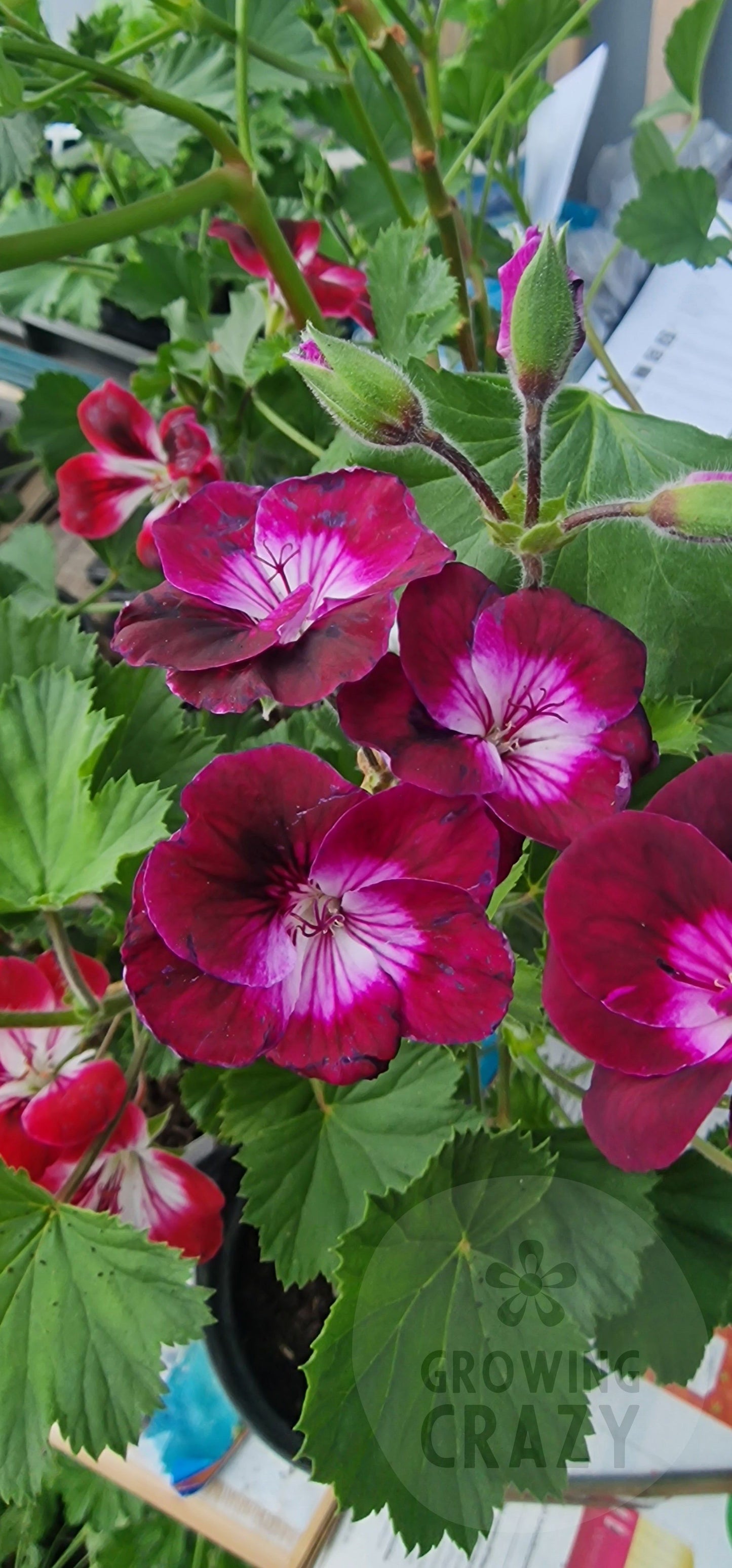 Our Gynette - Decorative Pelargonium (Geranium) plant in 6cm bio pot