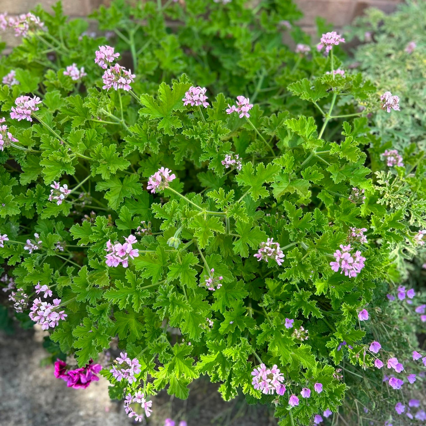 Attar of Roses - Rose Scented Pelargonium (Geranium) Plant - 6cm bio pot
