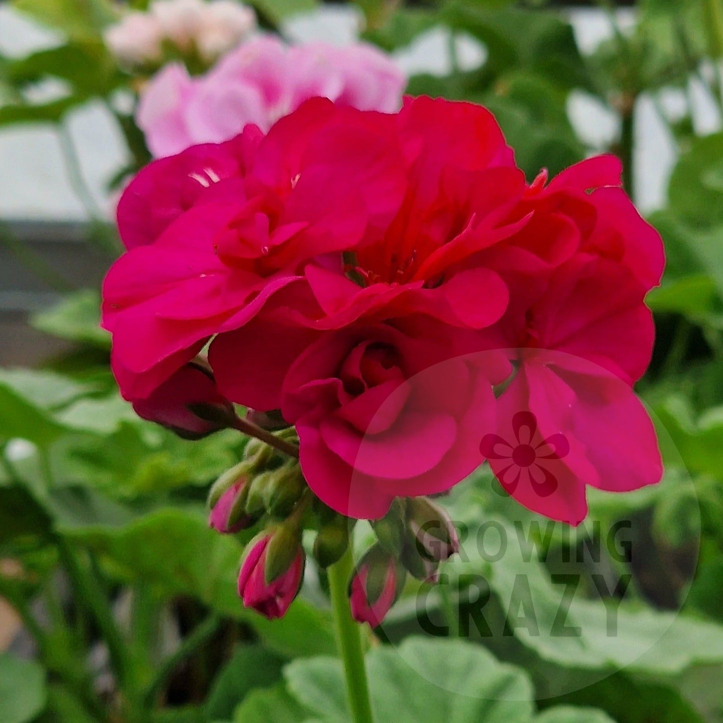 A.M. Mayne - Zonal Pelargonium / Geranium Garden Plant - 6cm bio pot