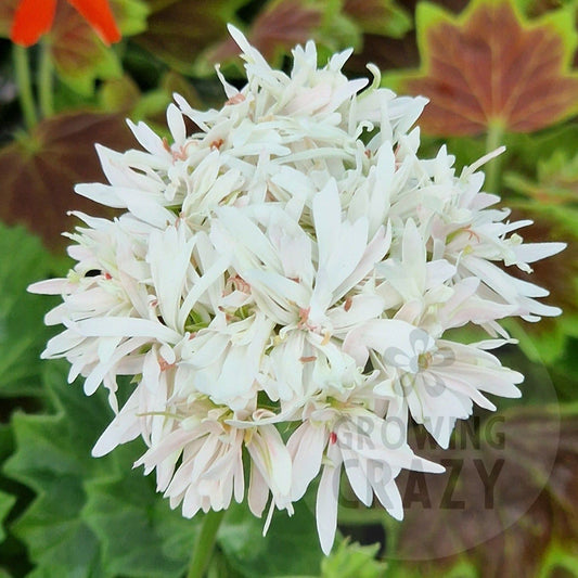 Vectis Snow - Stellar Pelargonium (Geranium) Plant - 6cm bio pot