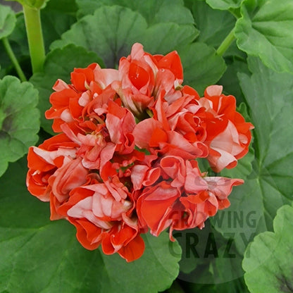 Orange Rosebud - Rosebud Pelargonium (Geranium) Plant - 6cm bio pot