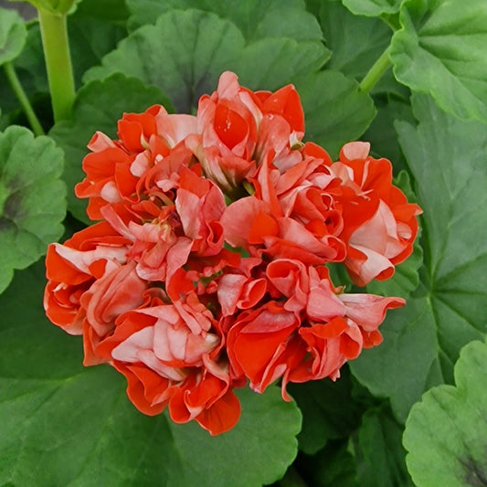 Orange Rosebud - Rosebud Pelargonium (Geranium) Plant - 6cm bio pot