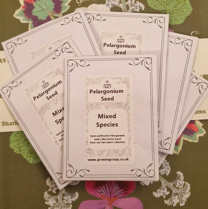 Species Pelargonium Seed Mix – Hand-Picked from the Pelargonium Palace