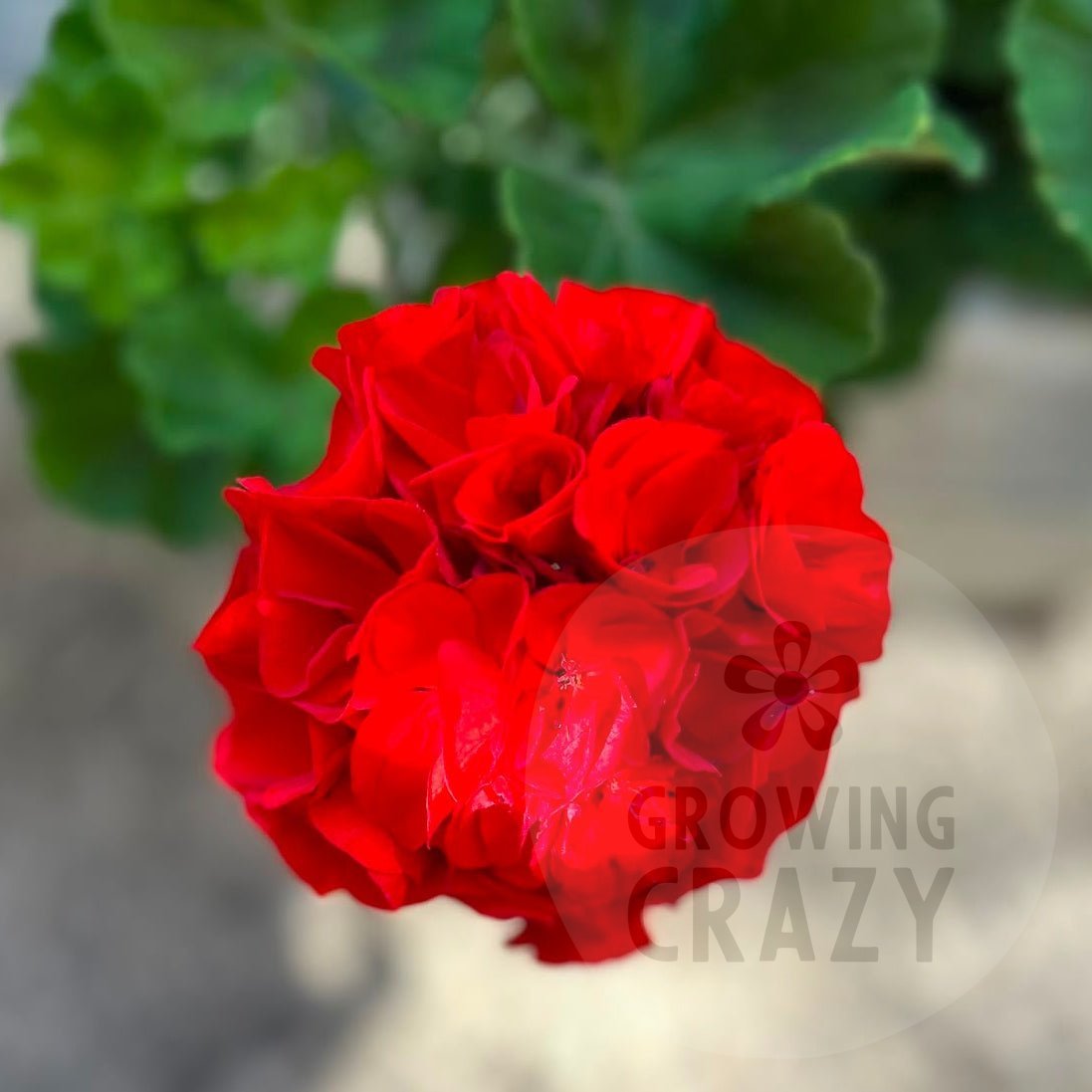 A close-up of a vibrant red geranium flower in full bloom, with soft green leaves blurred in the background. A translucent watermark reading 'GROWING CRAZY' is visible on the right side of the flower.