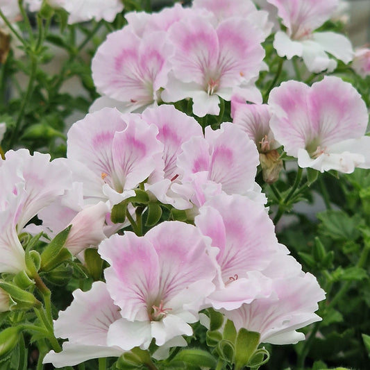Quantock May- Angel Pelargonium (Geranium) Plant - 6cm bio pot