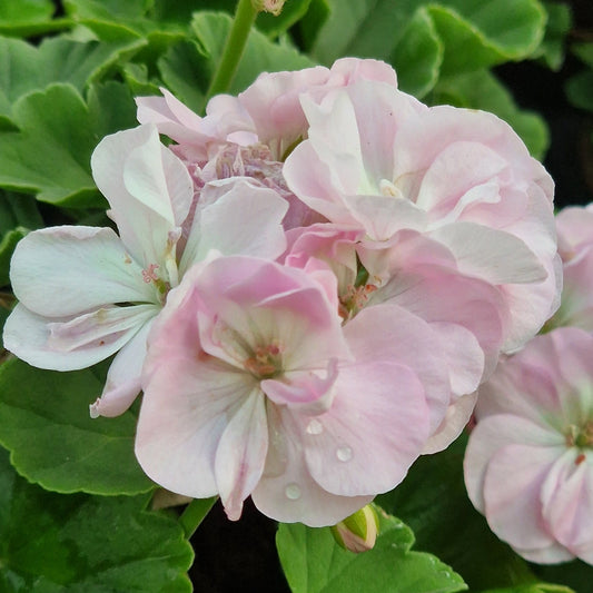 Deborah Miliken - Dwarf Zonal Pelargonium / Geranium Garden Plant - 6cm bio pot