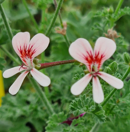 P. Shannon - Species Hybrid Pelargonium / Geranium - Single Plant 6cm bio Pot