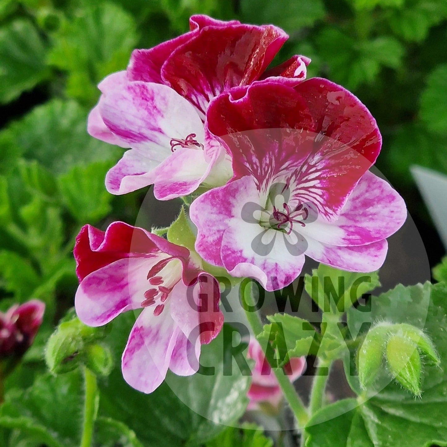 Cottenham Harmony - Angel Pelargonium (Geranium) Plant - 6cm bio pot