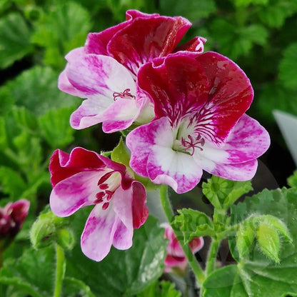 Cottenham Harmony - Angel Pelargonium (Geranium) Plant - 6cm bio pot