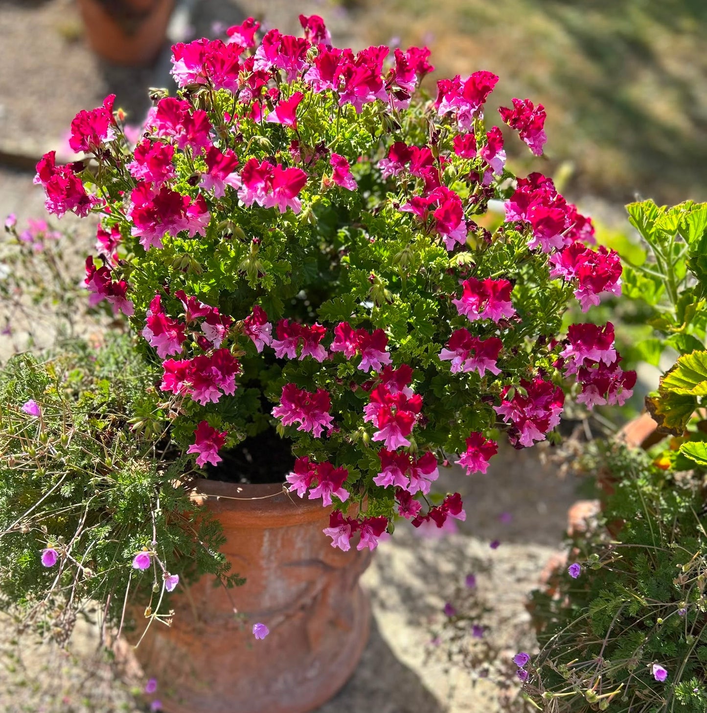 Quantock Perfection - Angel Pelargonium (Geranium) Plant - 6cm bio pot