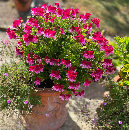 Quantock Perfection - Angel Pelargonium (Geranium) Plant - 6cm bio pot