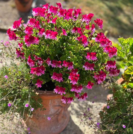 Quantock Perfection - Angel Pelargonium (Geranium) Plant - 6cm bio pot