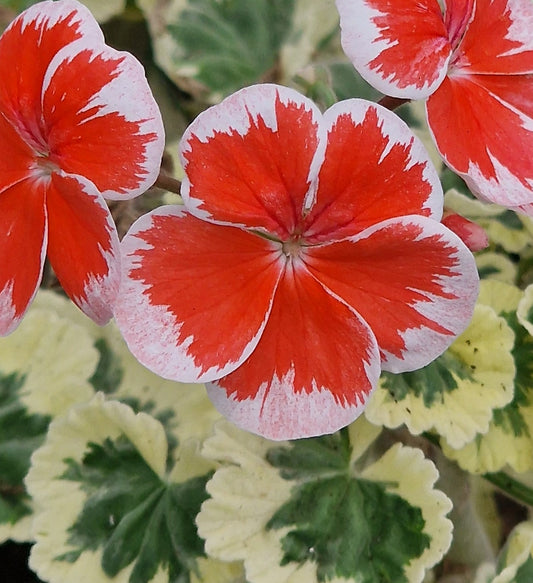 Hagmas Trolkrem - Coloured Leaf Pelargonium / Geranium Plant - 6cm pot