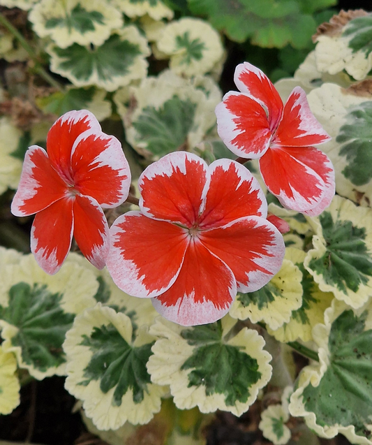 Hagmas Trolkrem - Coloured Leaf Pelargonium / Geranium Plant - 6cm pot