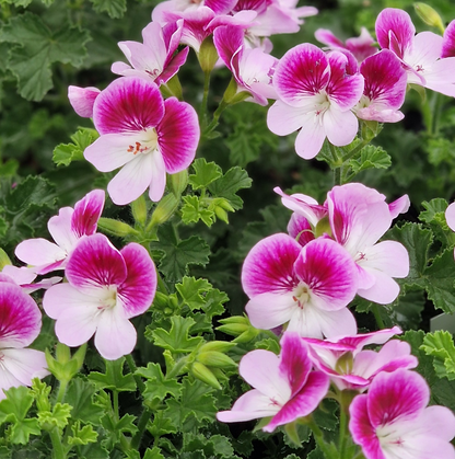 Captain Starlight - Angel Pelargonium (Geranium) Plant - 6cm bio pot