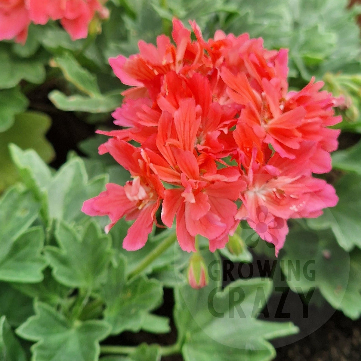 A close-up of a potted geranium plant with bright pinkish-red flowers and green leaves, growing in a brown pot.