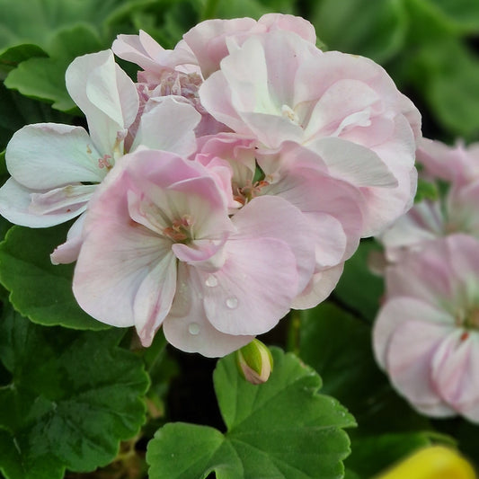Deborah Miliken - Dwarf Zonal Pelargonium / Geranium Garden Plant - 6cm bio pot