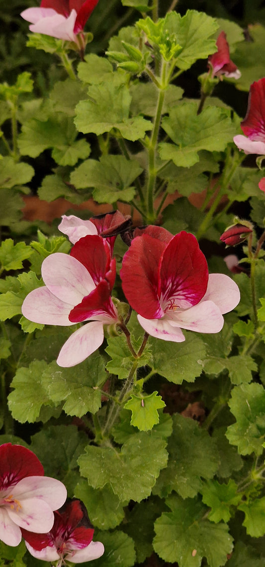 The Mole - Angel Pelargonium (Geranium) Plant - 6cm bio pot