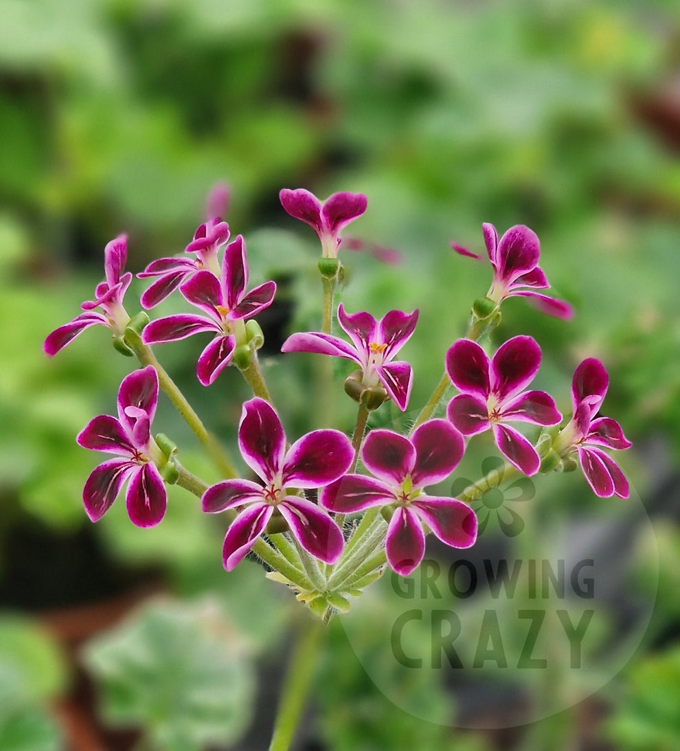 Single Geraniums P. Lawrenceanum - Species Hybrid Pelargonium / Geranium - Single Plant ...