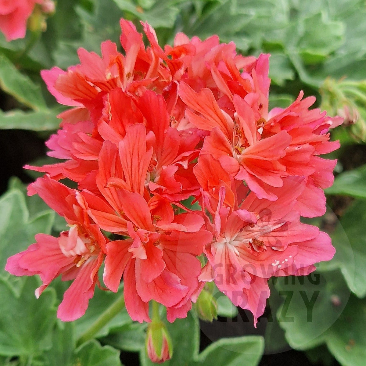 A close-up of a geranium plant with bright pink-red flowers and green leaves growing in a brown pot.