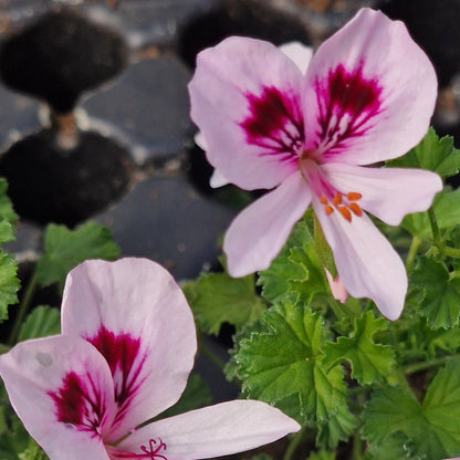 Nervous Mabel -  Lemon Scented Leaf Pelargonium (Geranium) Plant - 6cm bio pot