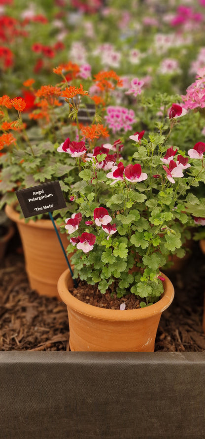 The Mole - Angel Pelargonium (Geranium) Plant - 6cm bio pot