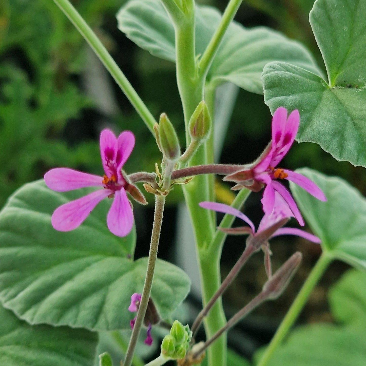 P. reniforme - Species Pelargonium / Geranium - Single Plant 6cm bio Pot