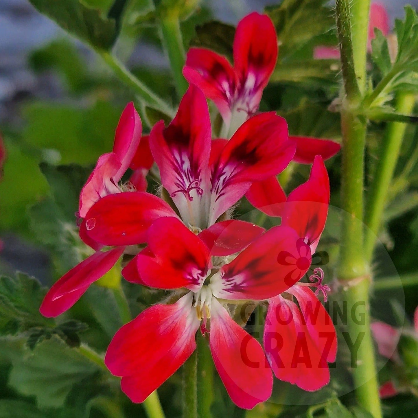 Robins Unique - Unique Pelargonium (Geranium) Plant - 6cm bio pot