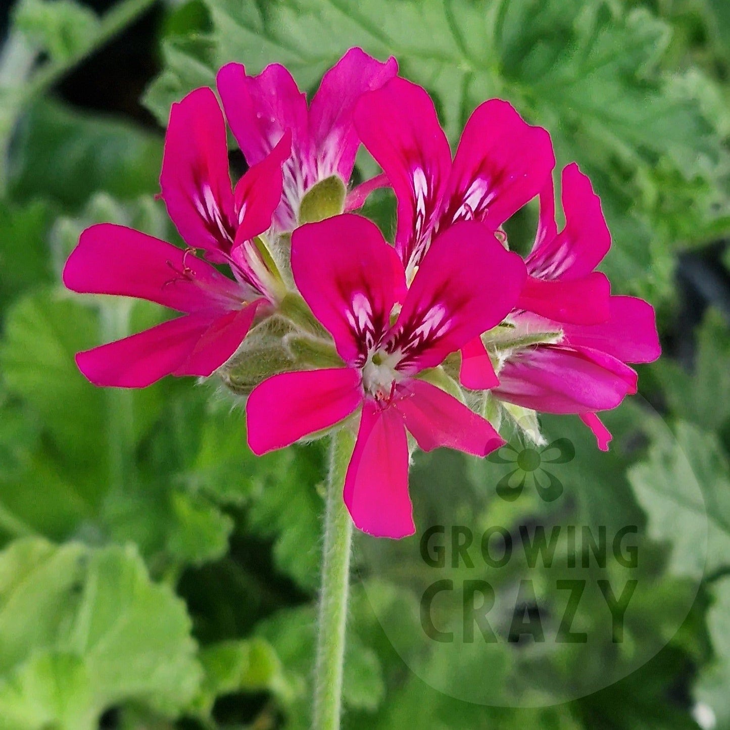 Rollinson's Unique - Unique Pelargonium (Geranium) Plant - 6cm bio pot