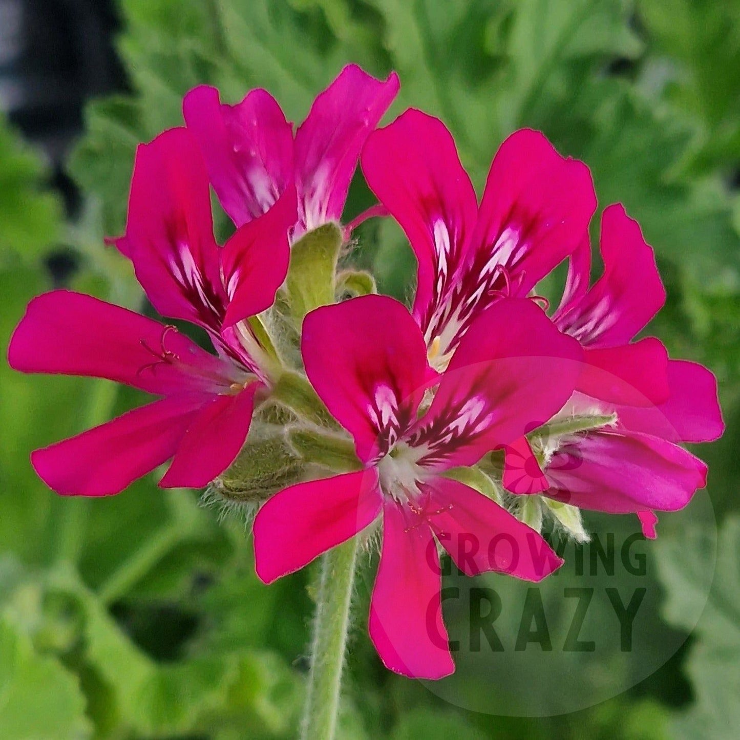 Rollinson's Unique - Unique Pelargonium (Geranium) Plant - 6cm bio pot