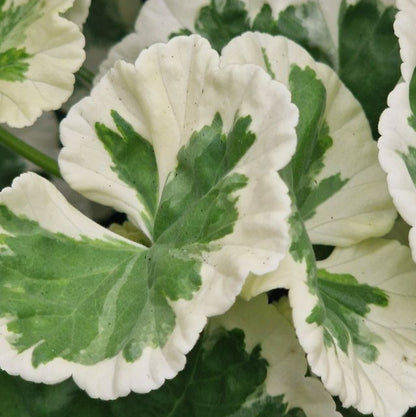 Westdale Appleblossom - Rosebud Pelargonium (Geranium) Plant - 6cm pot