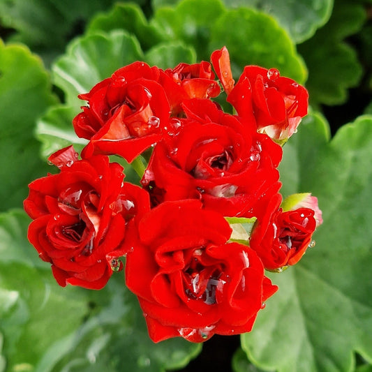 Scarlet Rambler Pelargonium