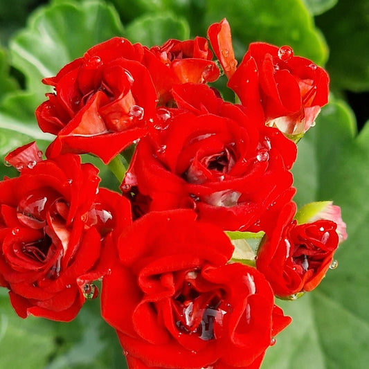 Scarlet Rambler - Rosebud Pelargonium (Geranium) Plant - 6cm pot