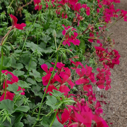 Surcouf - Ivy Leaved Pelargonium (Geranium) trailing Plant - 6cm bio pot