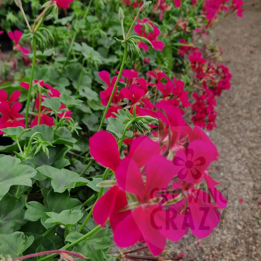 Surcouf - Ivy Leaved Pelargonium (Geranium) deep cerise pink stricking 