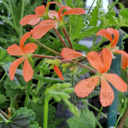 The Boar - Species Hybrid Pelargonium / Geranium - Single Plant 6cm bio Pot