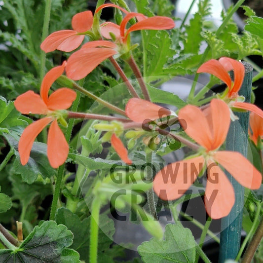 The Boar - Species Hybrid Pelargonium / Geranium - Single Plant 6cm bio Pot