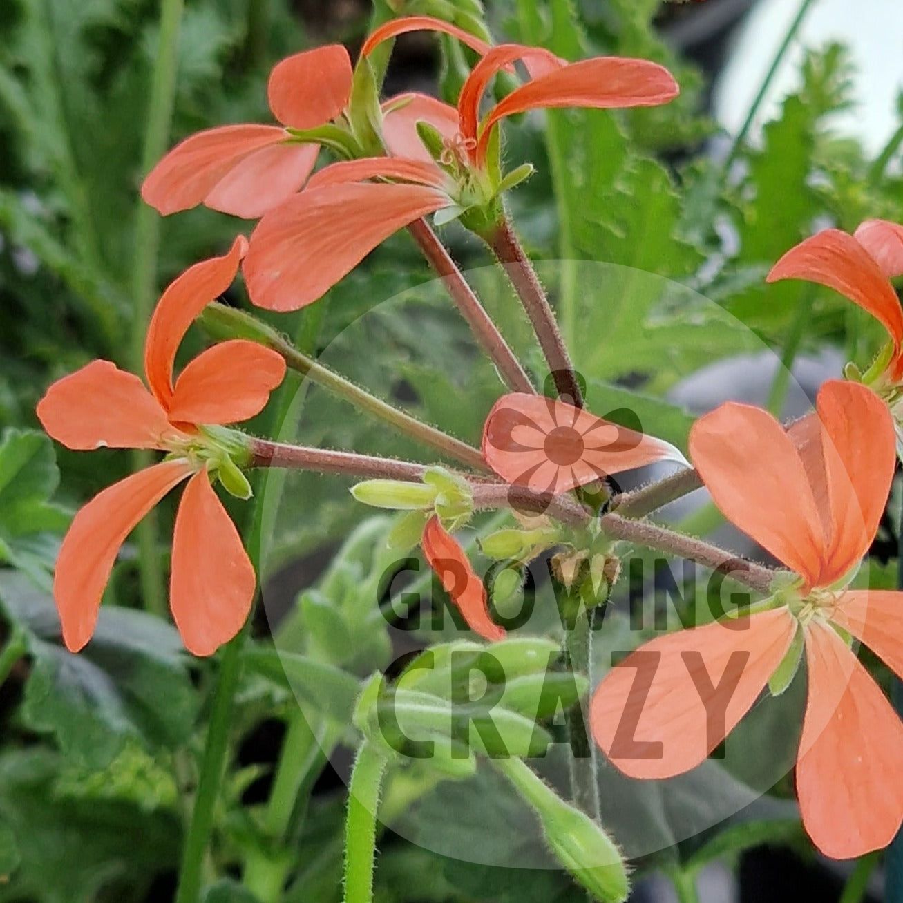 The Boar - Species Hybrid Pelargonium / Geranium - Single Plant 6cm bio Pot