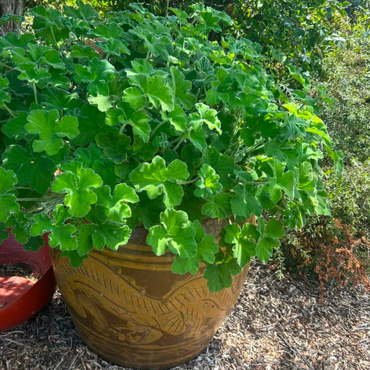 Pelargonium tomentosum peppermint scented leaf plant