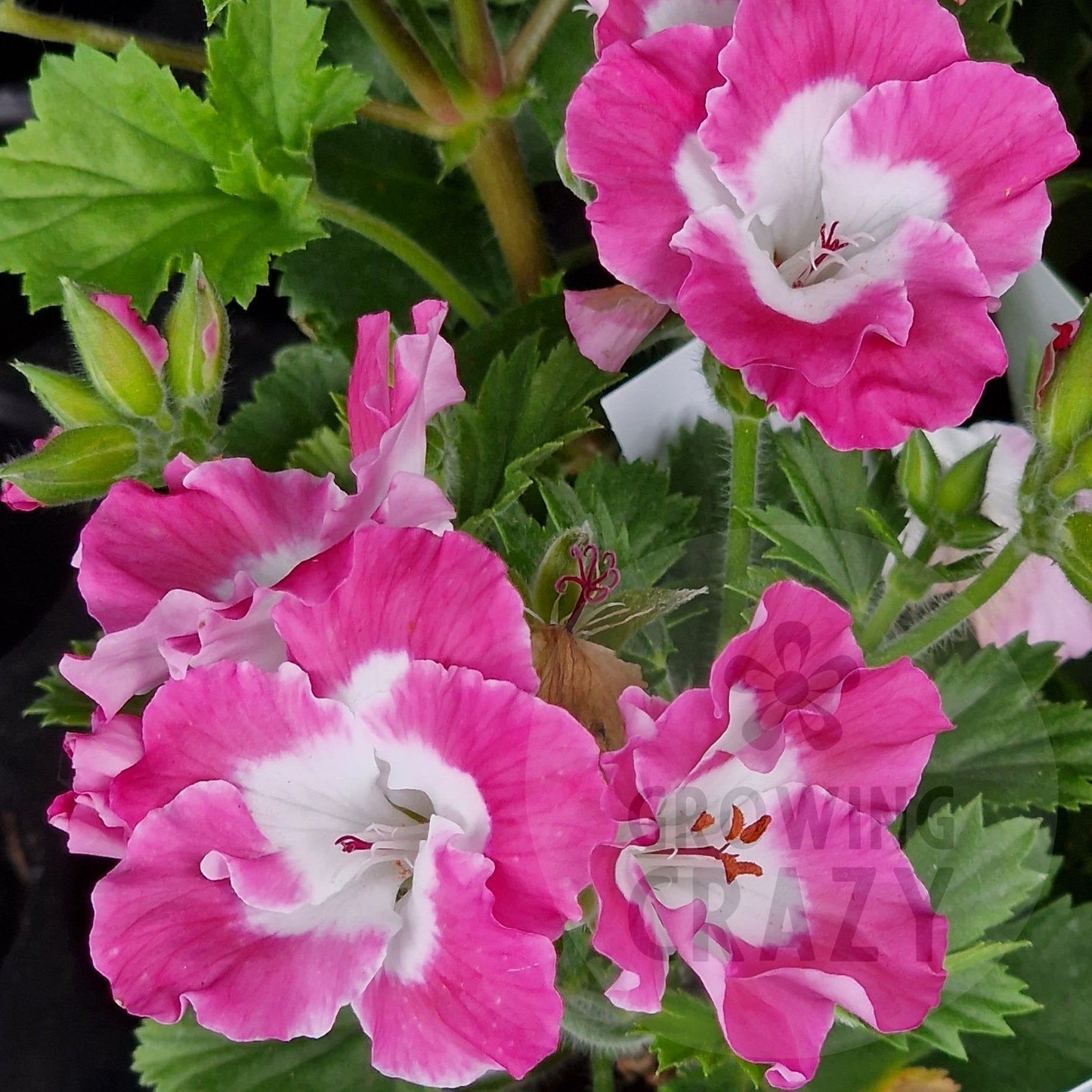 Treasured Memories - Regal Pelargonium (Geranium) plant - 6cm bio pot