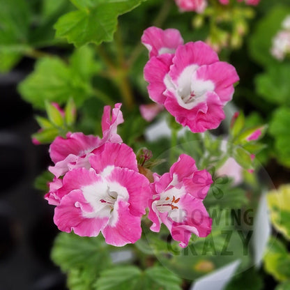 Treasured Memories - Regal Pelargonium (Geranium) plant - 6cm bio pot