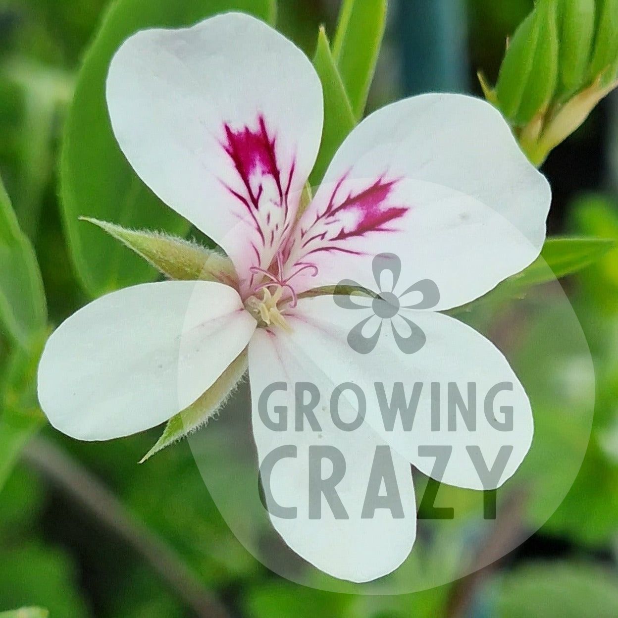 tricuspidatum - Species Hybrid Pelargonium / Geranium - Single Plant 6cm bio Pot